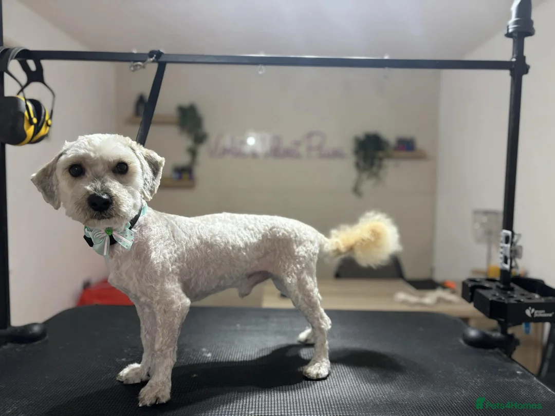 Cavapoo dogs for sale: Cavapoo - Advert 1