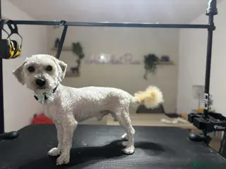 Cavapoo dogs Cavapoo - Advert 2