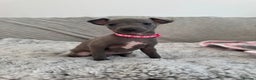 Italian Greyhound dogs for sale: KC registered blue Italian greyhounds for sale - Advert 21