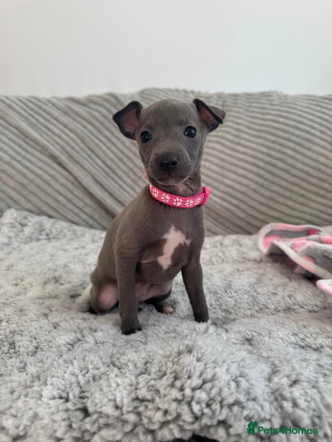 Italian Greyhound dogs for sale: KC registered blue Italian greyhounds for sale - Advert 21