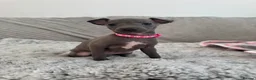 Italian Greyhound dogs for sale: KC registered blue Italian greyhounds for sale - Advert 21