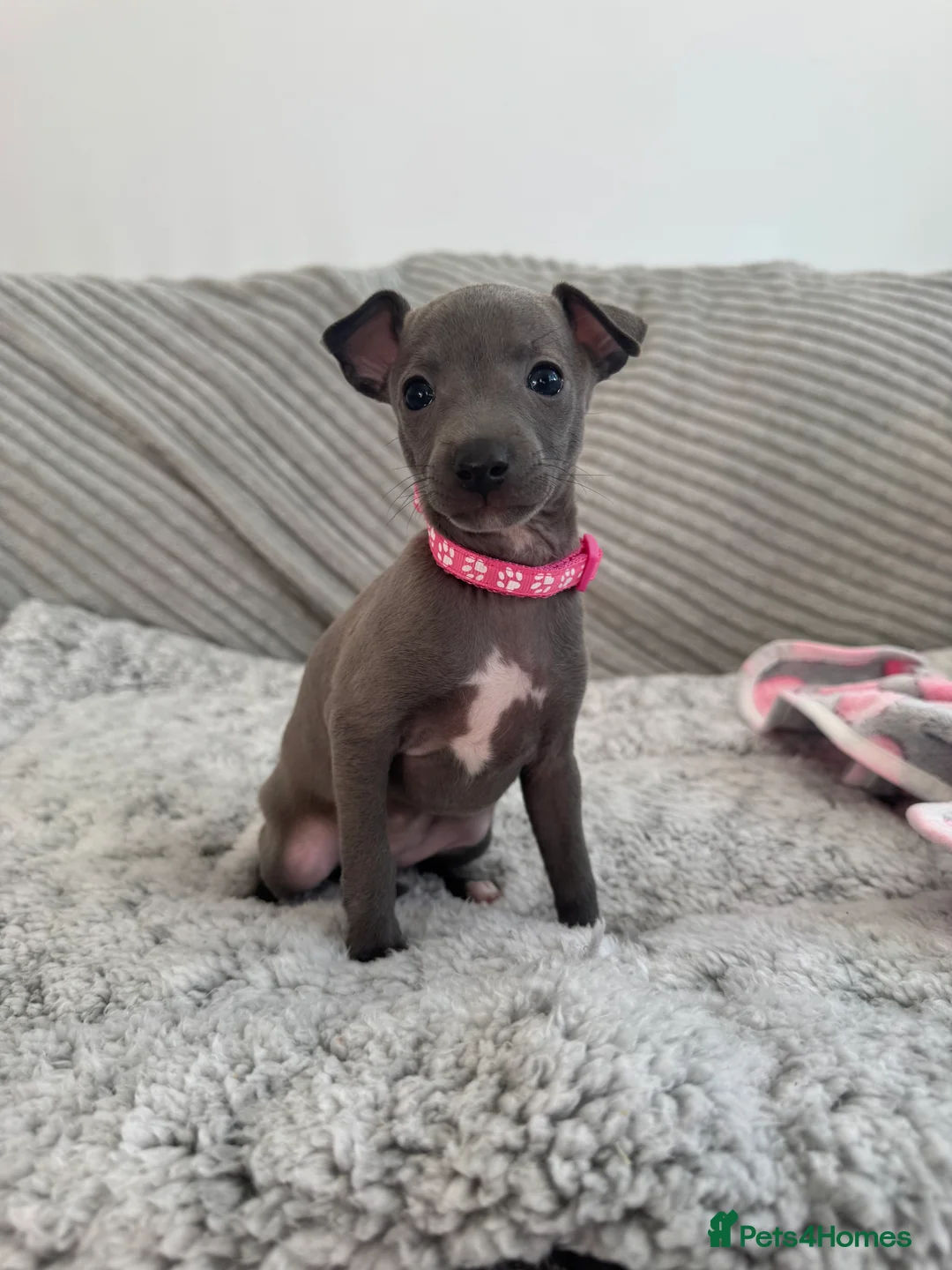 Italian Greyhound dogs for sale: KC registered blue Italian greyhounds for sale - Advert 21