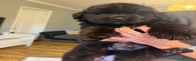 Newfoundland 2