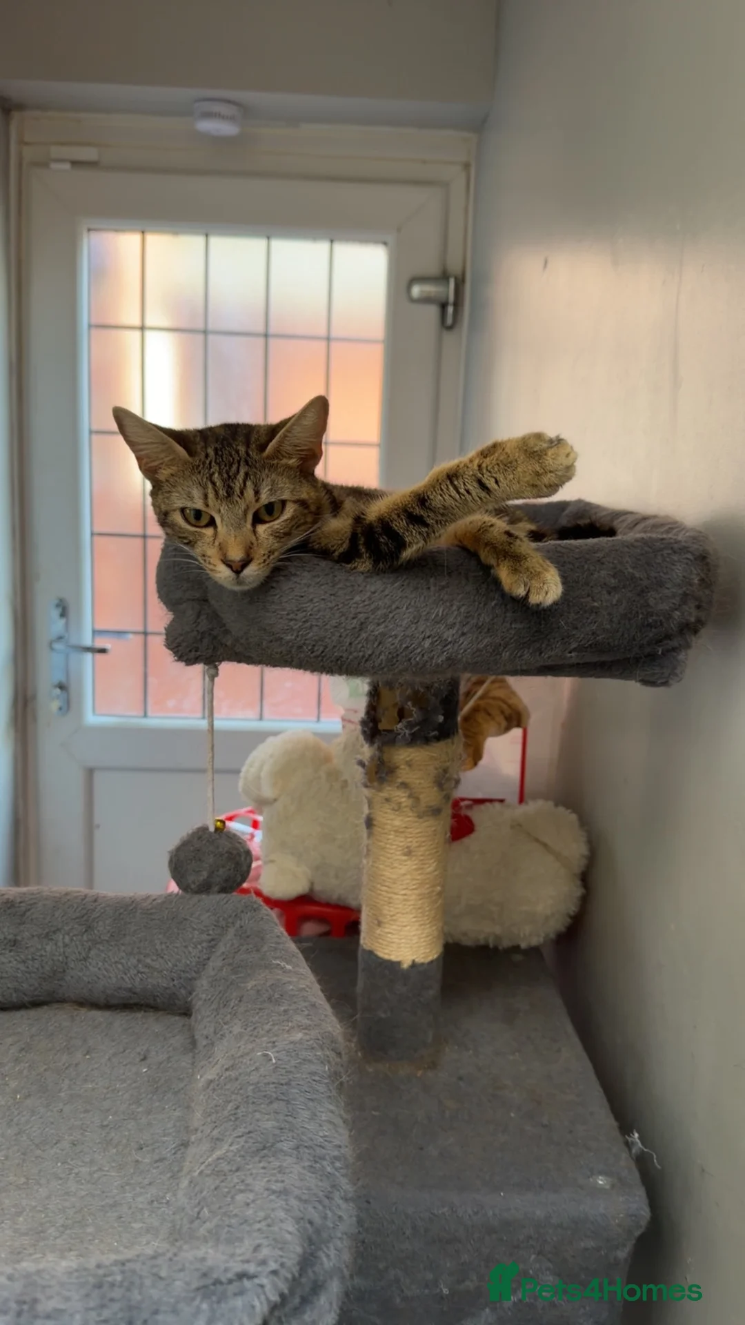 Domestic Shorthair cats for sale: Tabby cat  - Advert 2