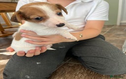 Jack Russell dogs for sale: Stunning little boys and girls - Image 24