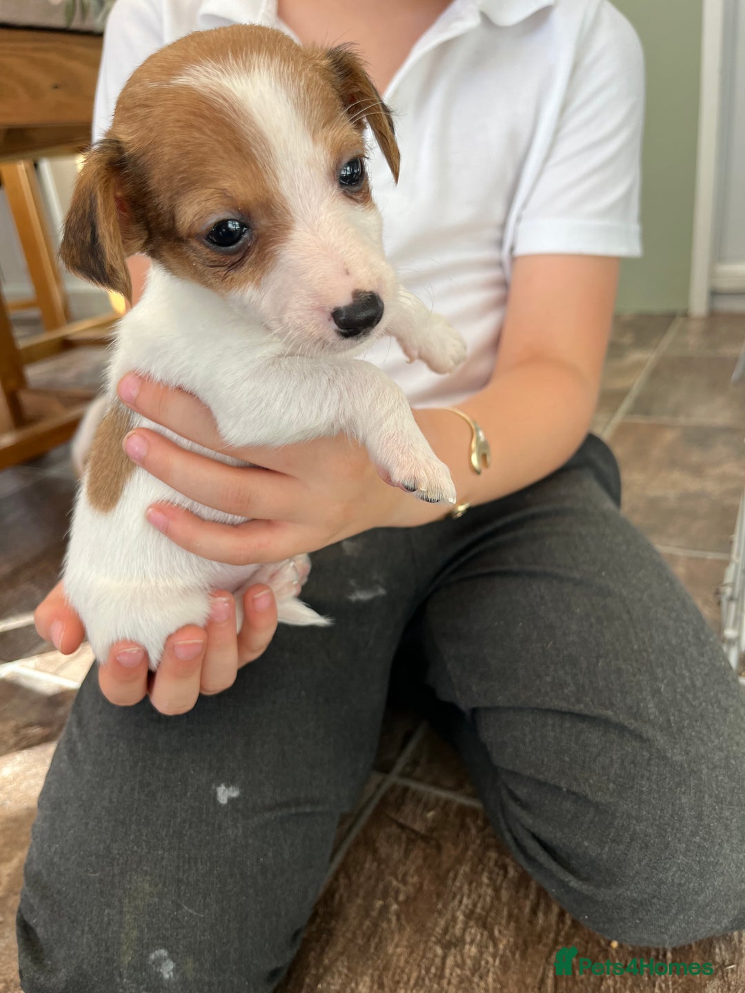 Jack Russell dogs for sale: Stunning little boys and girls - Image 24