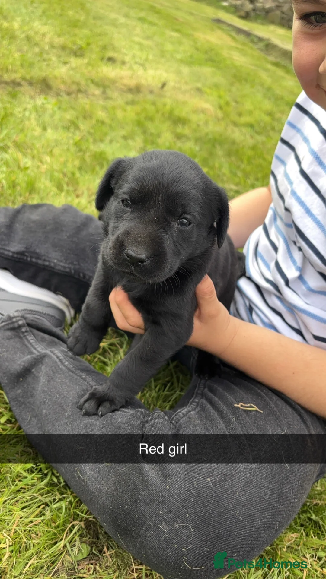 Labrador Retriever dogs for sale: KC Registered Black Labradors - Advert 2