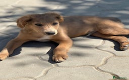 Mixed Breed dogs for adoption: THEO - a Superb Puppy Boy, for a Loving Home - Image 13