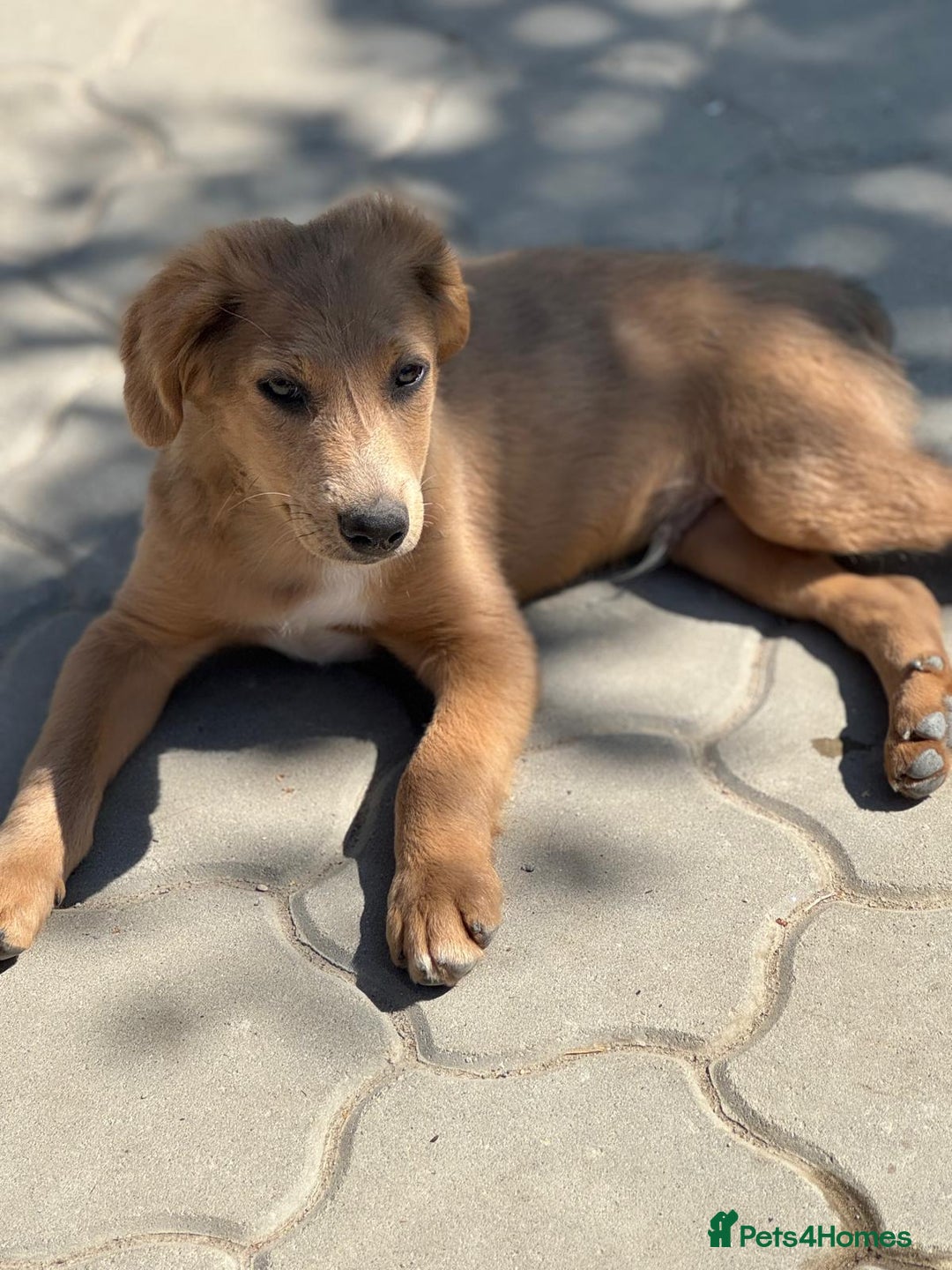 Mixed Breed dogs for adoption: THEO - a Superb Puppy Boy, for a Loving Home - Image 13