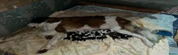 Saint Bernard dogs for sale: dcjkhsdk purebred Saint Bernard puppies for you in Cheltenham - Advert 11