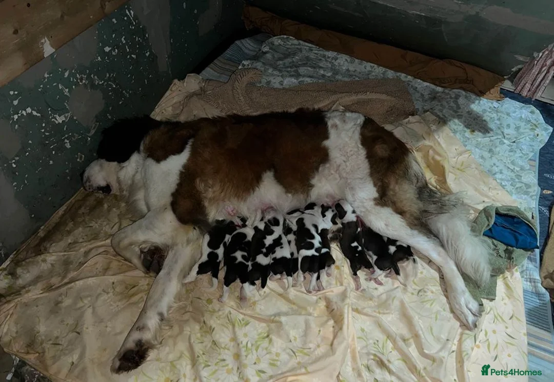 Saint Bernard dogs for sale: dcjkhsdk purebred Saint Bernard puppies for you in Cheltenham - Advert 11