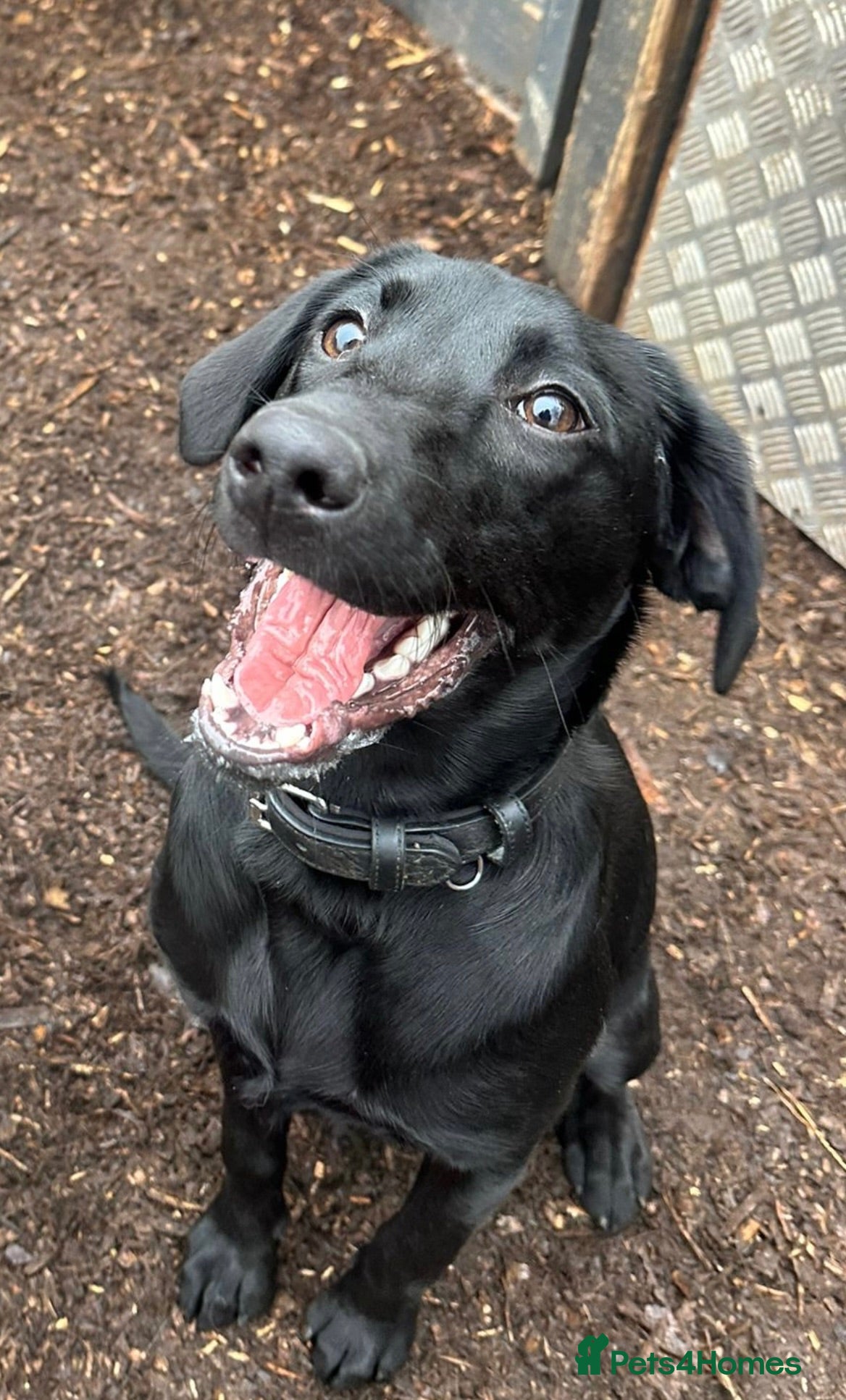Labrador Retriever dogs Freya, sweet intelligent 1 year old Lab - Advert 3