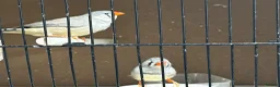 Finches birds for sale: Zebra finches - Advert 3