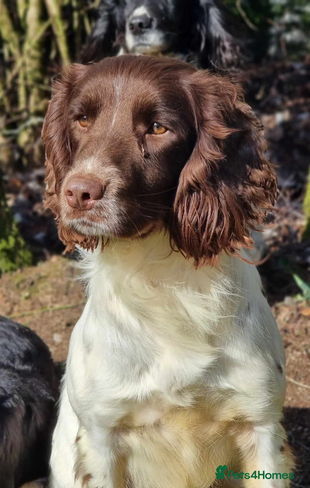 English Springer Spaniel dogs for stud: Springer Dog at Stud  in Alford - Advert 10