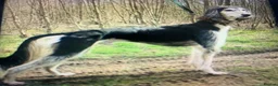 Lurcher dogs for sale: First cross saluki greyhounds  - Advert 28