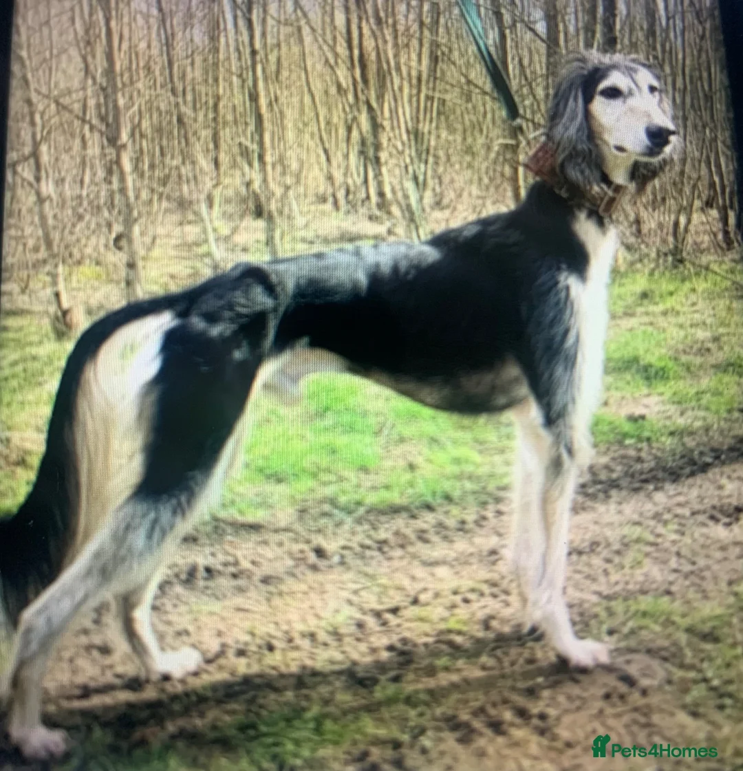 Lurcher dogs for sale: First cross saluki greyhounds  - Advert 21