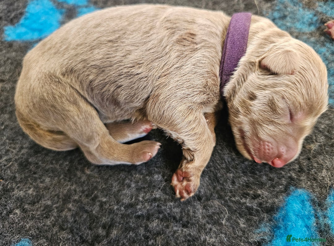 German Shepherd dogs for sale: 💠5 Beautiful healthy KC reg straight back GSP's💠 - Advert 25