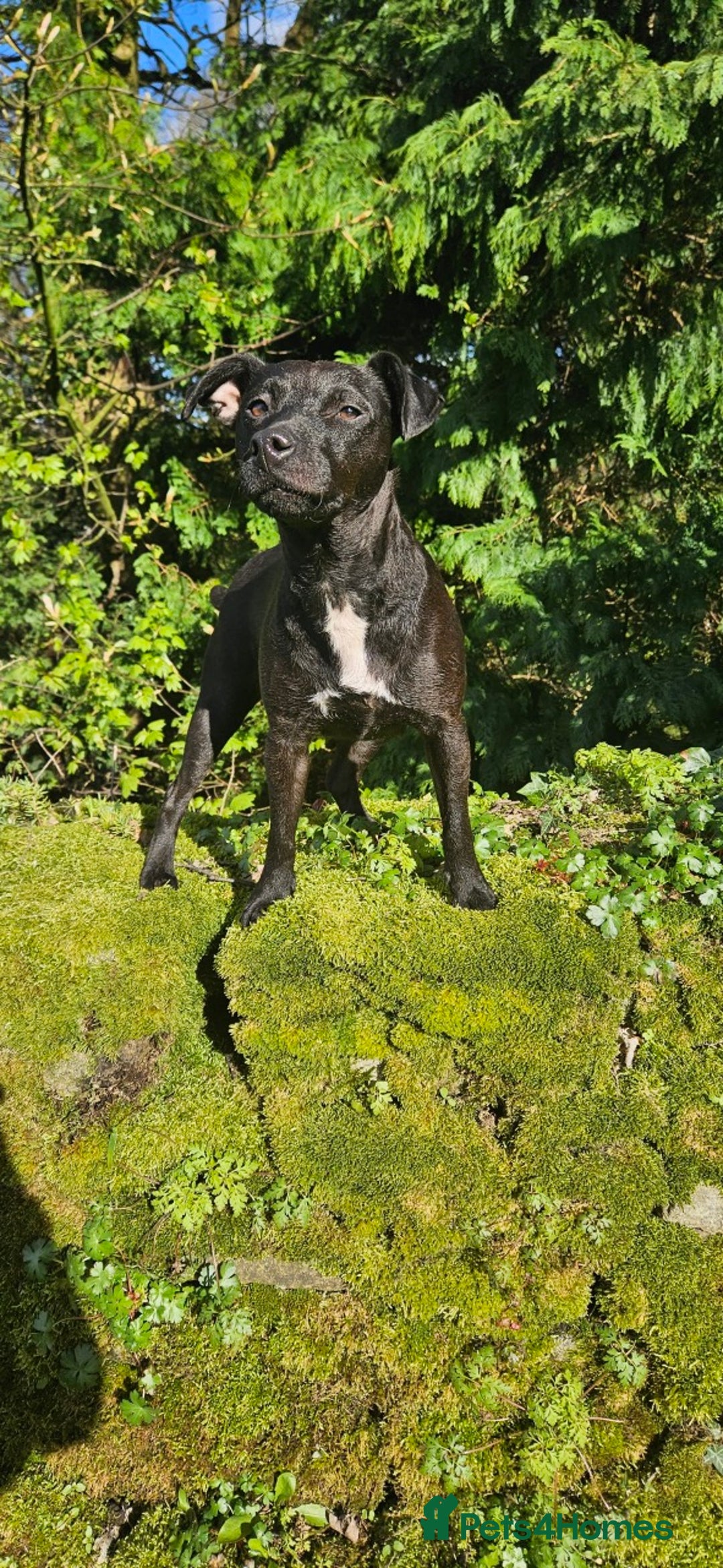Patterdale Terrier dogs for stud: Patterdale for stud  - Image 8