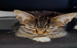 Domestic Shorthair cats for sale: Gorgeous litter of domestic shorthair kittens - Image 4