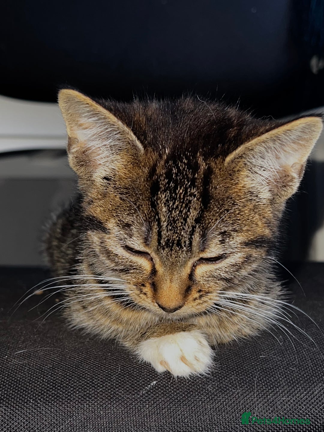 Domestic Shorthair cats for sale: Gorgeous litter of domestic shorthair kittens - Image 4
