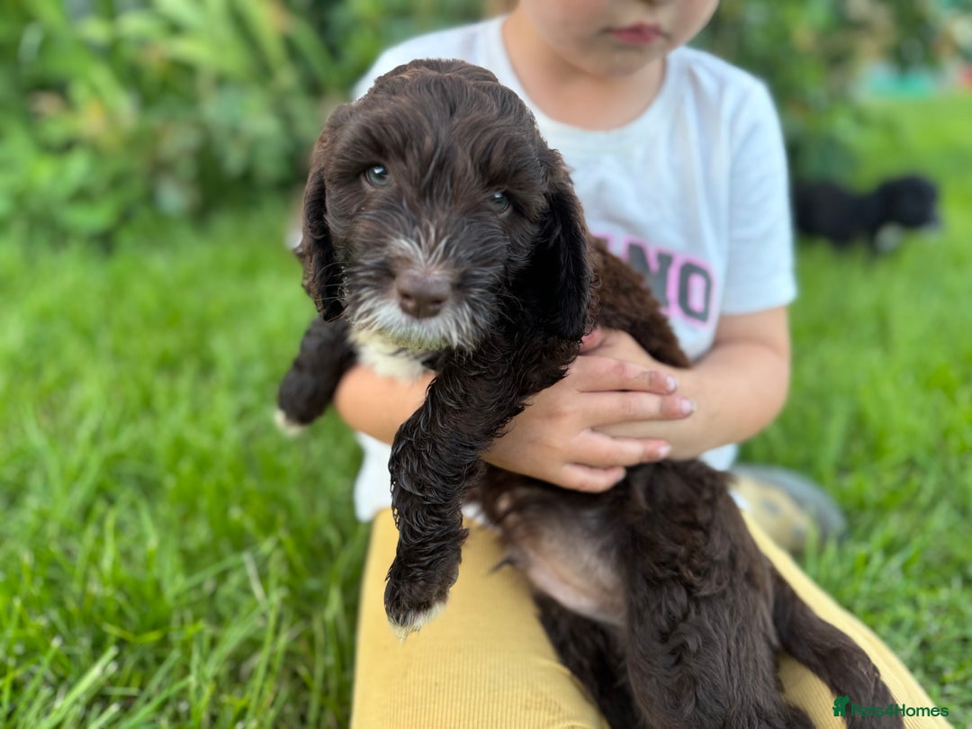 Sproodle dogs for sale: Stunning F1 sproodle  - Image 26