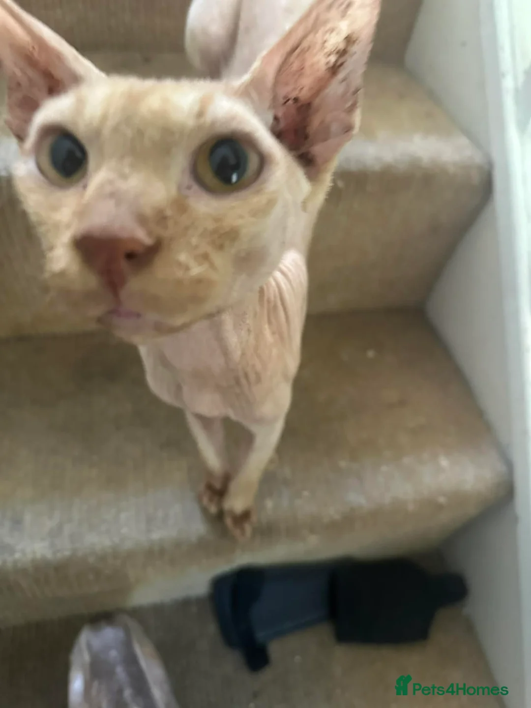 Sphynx cats for adoption: Male 200 - Advert 1