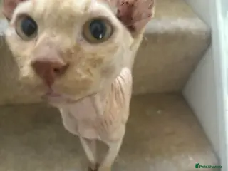 Sphynx cats Male 200 - Advert 9