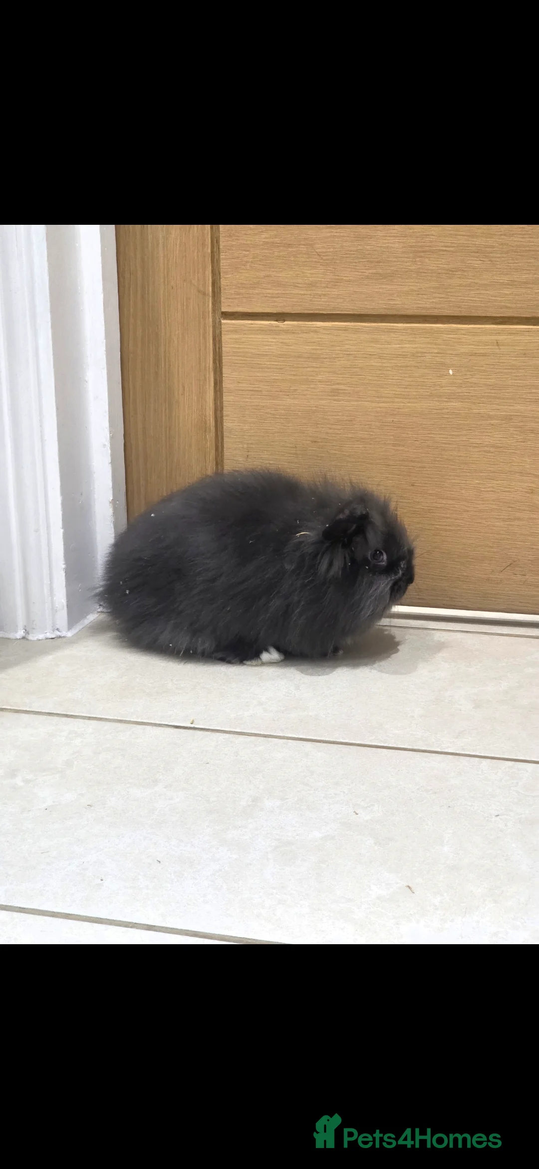 Mixed Breed rabbits for sale: Beautiful fluffy lion lop bunnies  - Advert 3