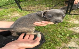 Jack Russell dogs for sale: Blue & Black Brindle Jack Russells - Image 24