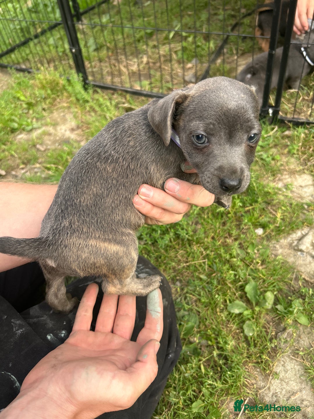 Jack Russell dogs for sale: Blue & Black Brindle Jack Russells - Image 24