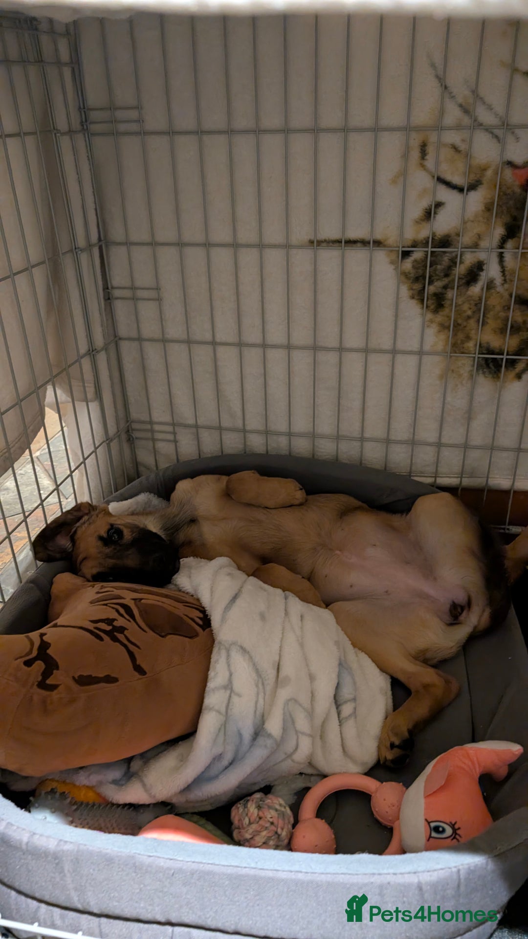 Mixed Breed dogs for sale: Dutch shepherd cross  - Advert 3