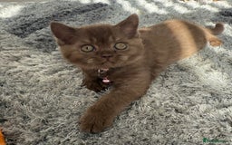 British Shorthair cats for sale: 🐾Beautiful Pedigree Kittens 🐾 READY NOW!!  in Cradley Heath - Image 13