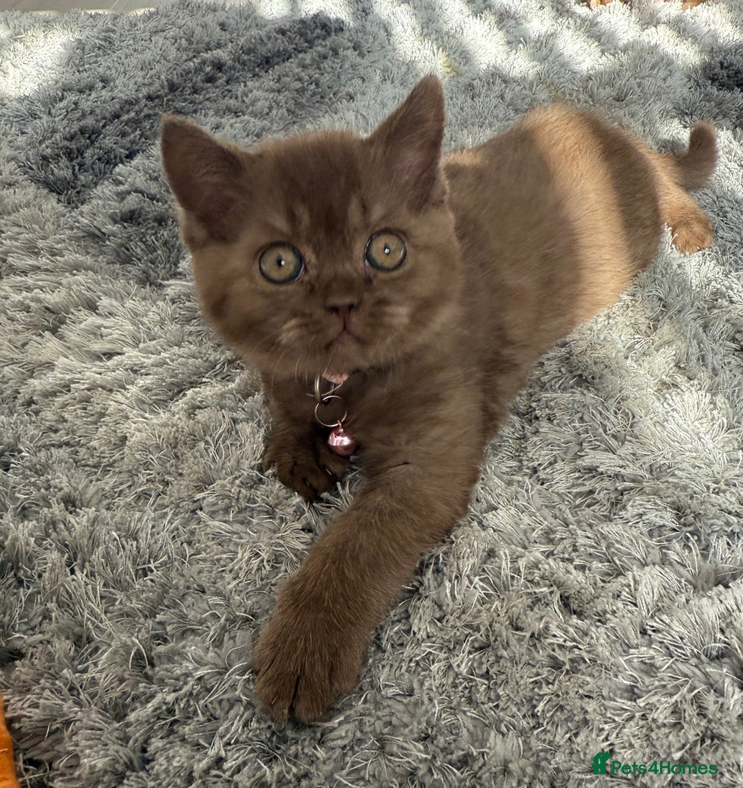 British Shorthair cats for sale: 🐾Beautiful Pedigree Kittens 🐾 READY NOW!!  in Cradley Heath - Image 13