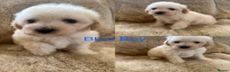 Poochon dogs for sale: F1 poochons puppy’s READY NOW - Advert 3
