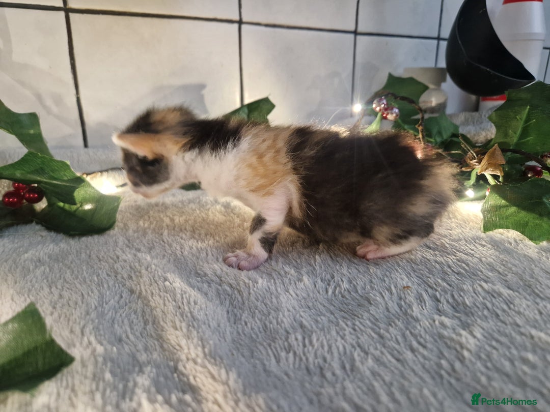 Mixed Breed cats for sale: 1 beautiful ginger&white kitten - Advert 19