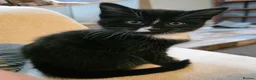 Mixed Breed cats for sale: 3 kittens looking for forever homes in Cannock - Advert 11
