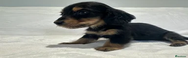 Miniature Dachshund Puppy 2