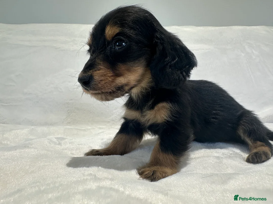 Miniature Dachshund dogs for sale: ✨MINI DACHSHUND LONG HAIR ✨👑 KC 👑 - Advert 14