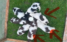 English Springer Spaniel dogs for sale: English working Springer Spaniel puppies for sale  - Image 16