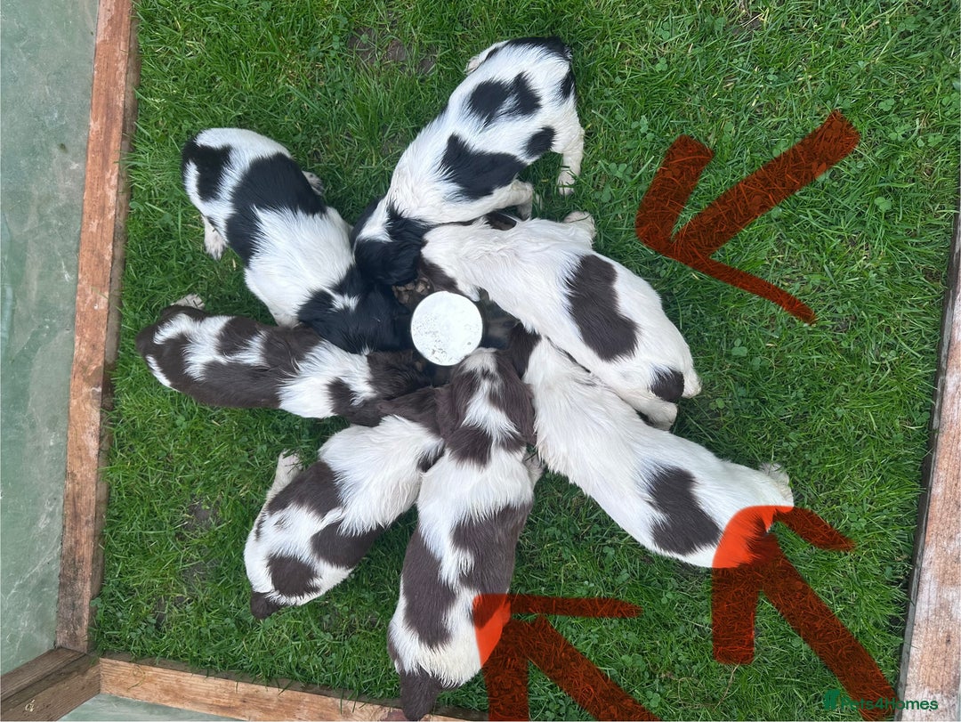 English Springer Spaniel dogs for sale: English working Springer Spaniel puppies for sale  - Image 16