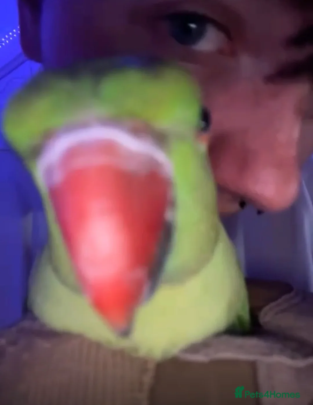 Ringnecks birds for sale: Ring neck bird £200  in Birmingham - Advert 2