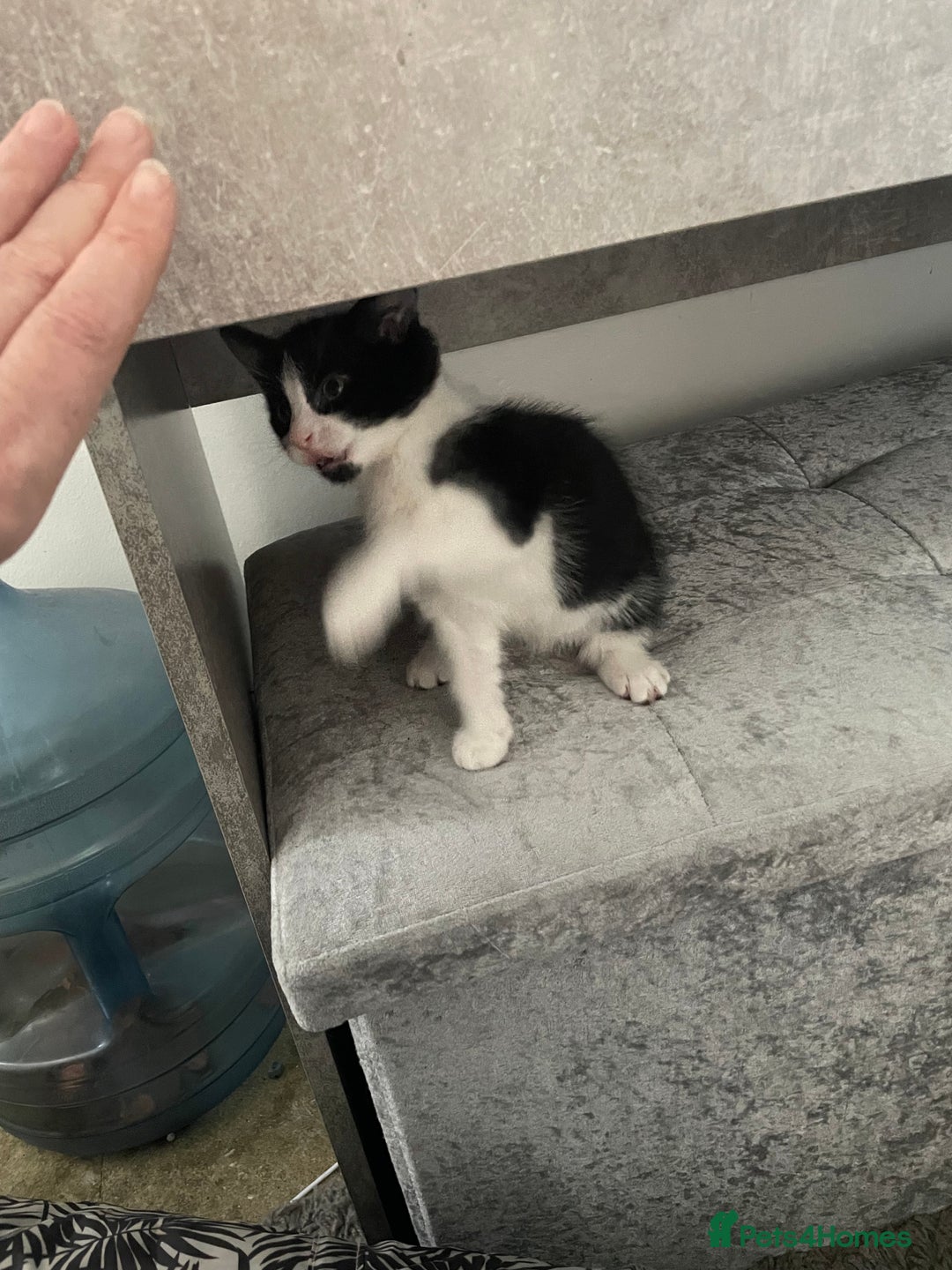 Mixed Breed cats for sale: 3 females - Image 6