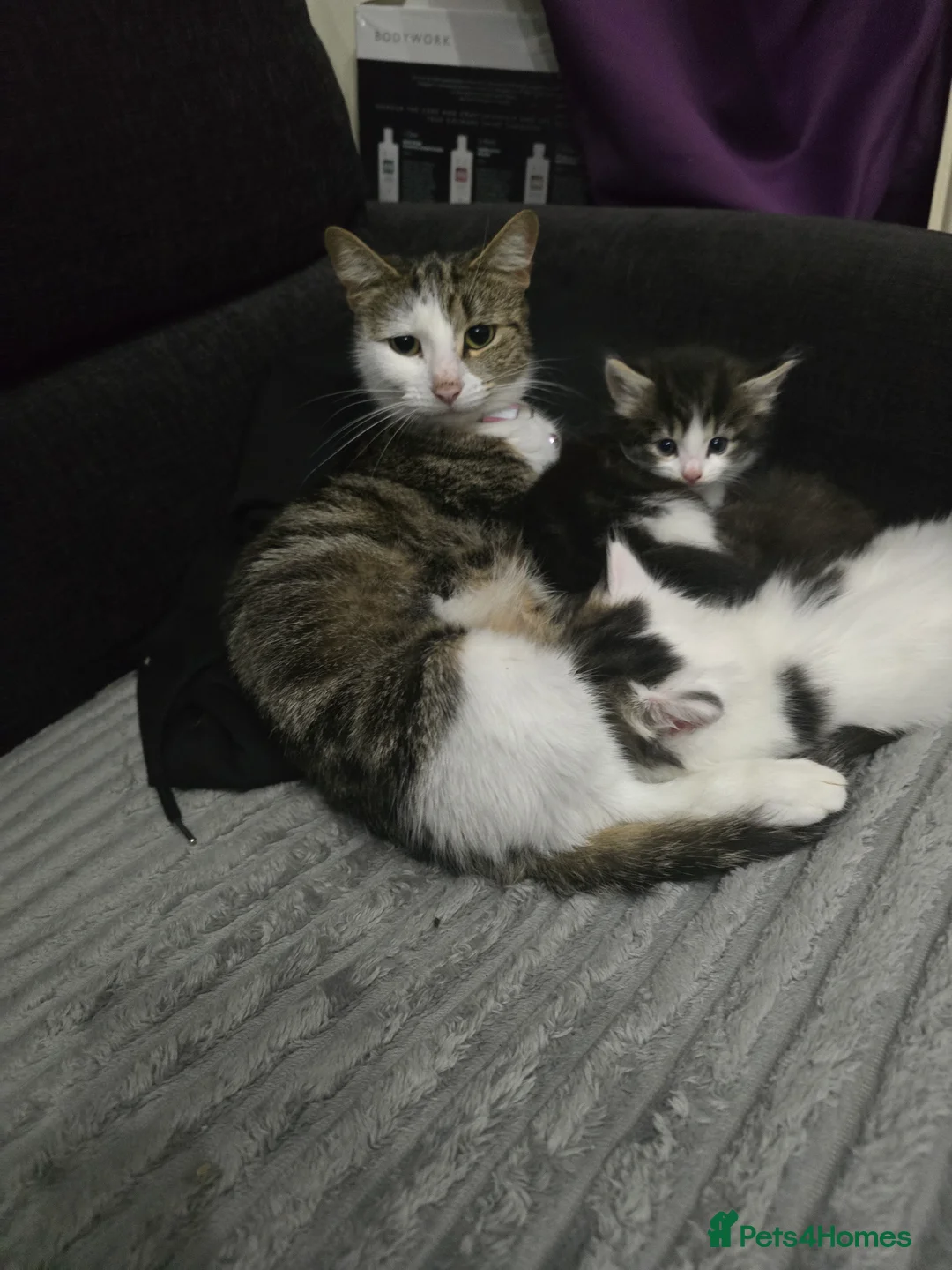 Mixed Breed cats for sale: Kitten  - Advert 8