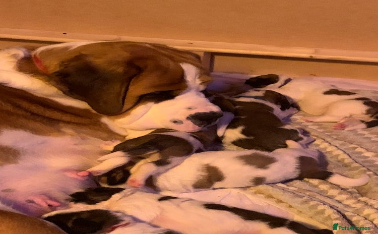 Saint Bernard dogs - Advert 1
