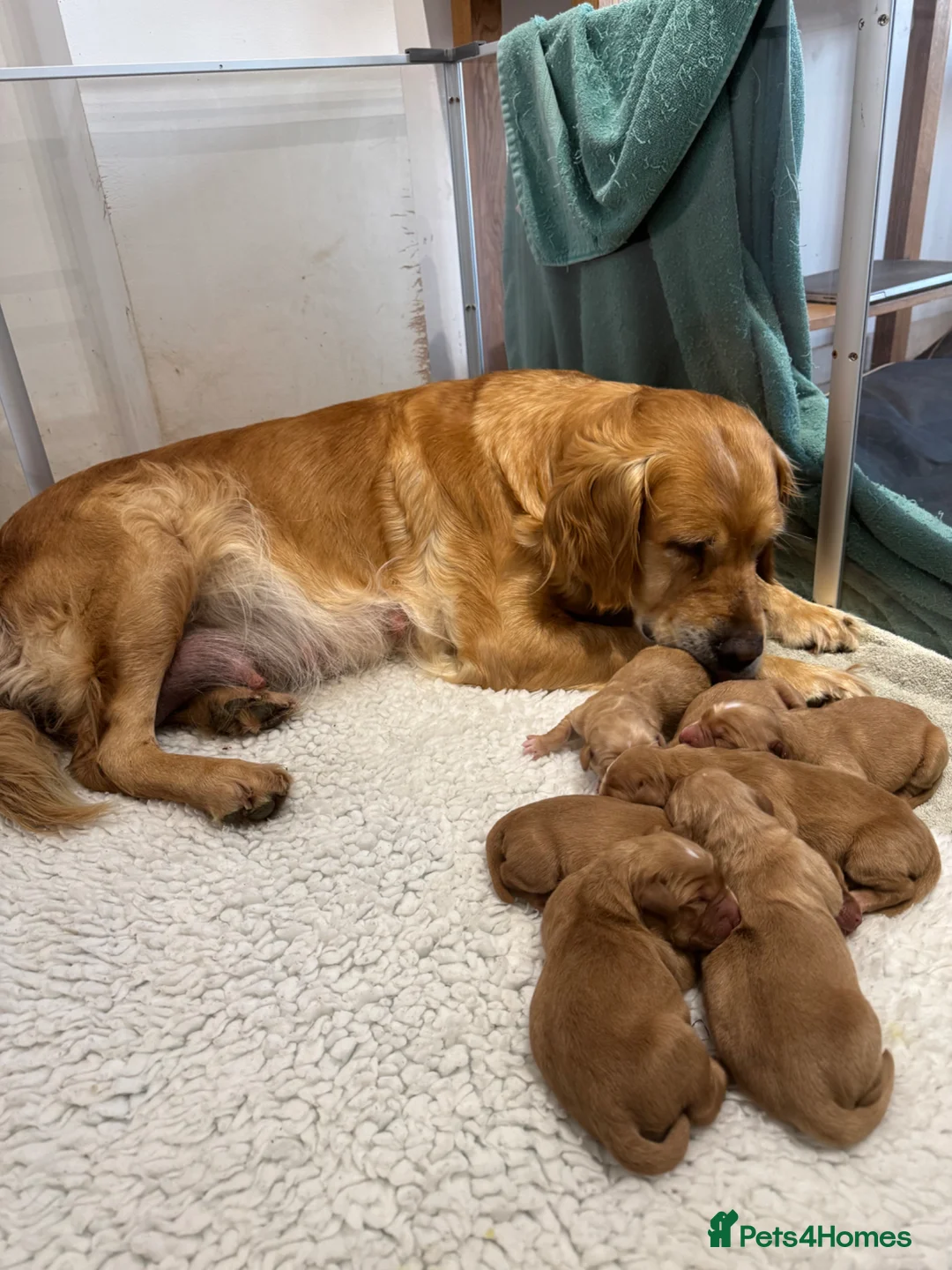 Golden Retriever dogs for sale: Beautiful, KC registered  Golden Retriever puppies - Advert 1
