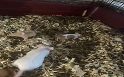 Mouse rodents for sale: Mice Babies (Hand Friendly) in Crewe - Image 5