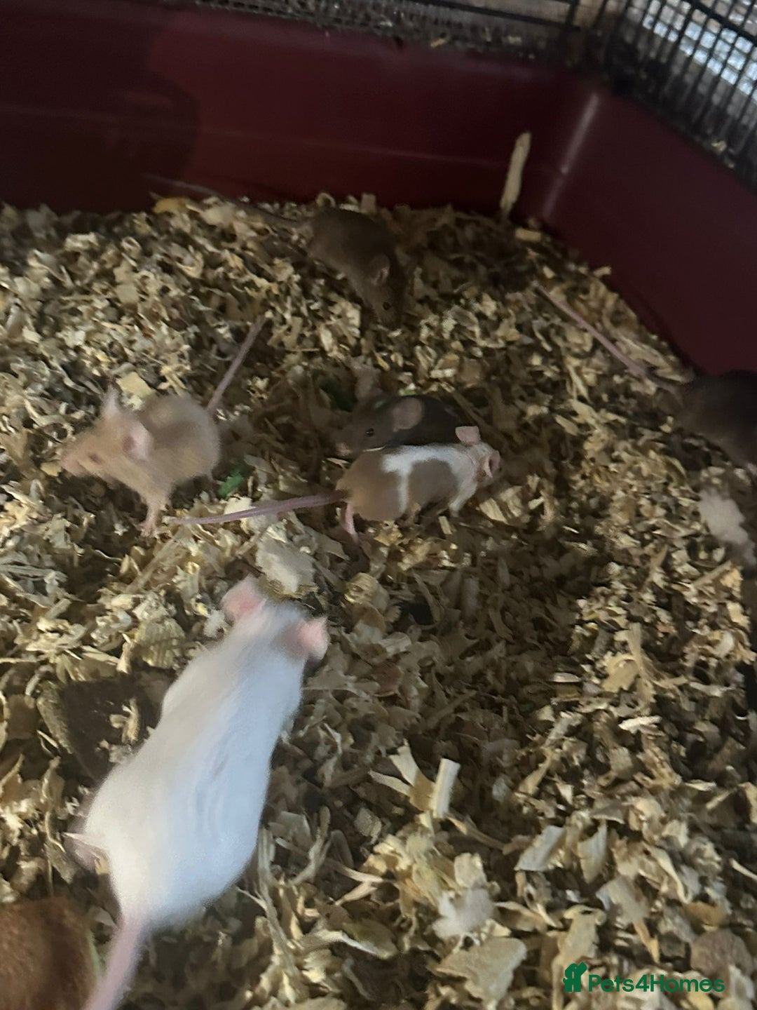Mouse rodents for sale: Mice Babies (Hand Friendly) in Crewe - Image 5