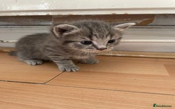 Egyptian Mau cats for sale: Egyptian mau kittens  - Image 2