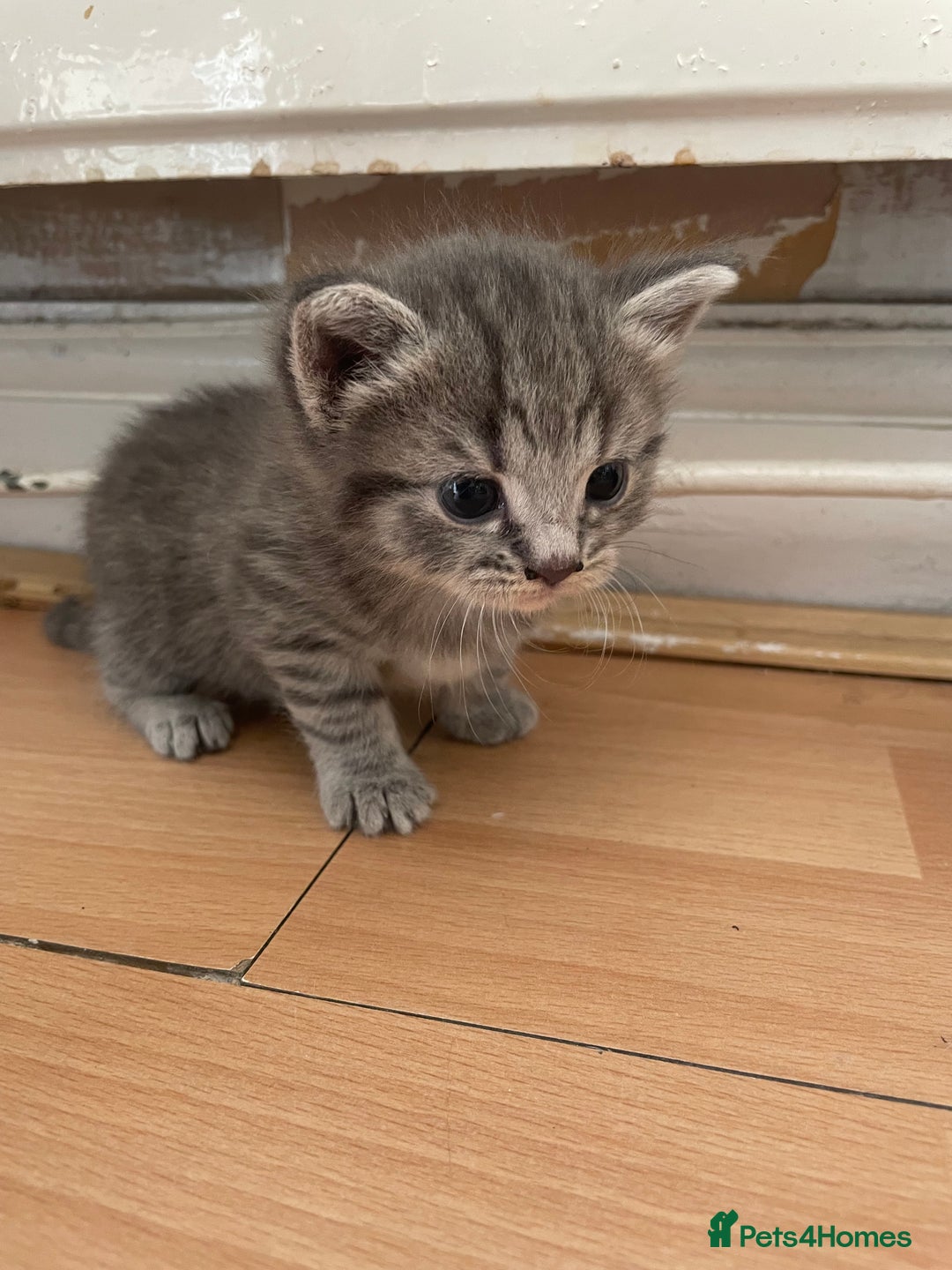 Egyptian Mau cats for sale: Egyptian mau kittens  - Image 2