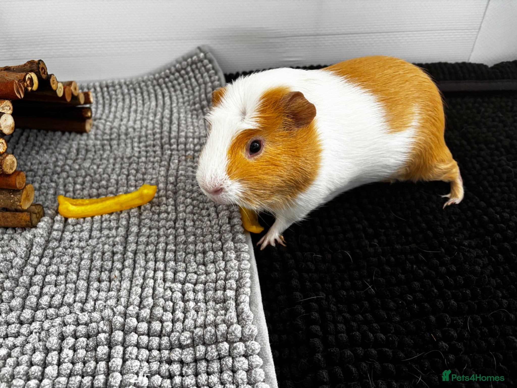 Guinea Pig rodents Meet ‘Squiggles’  - Advert 1